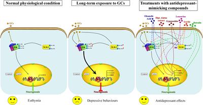 The Emerging Role of SGK1 (Serum- and Glucocorticoid-Regulated Kinase 1) in Major Depressive Disorder: Hypothesis and Mechanisms